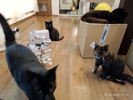 Handicapcats z.s
